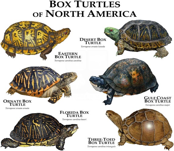 Read more about the article MY PET THE BOXING TURTLE