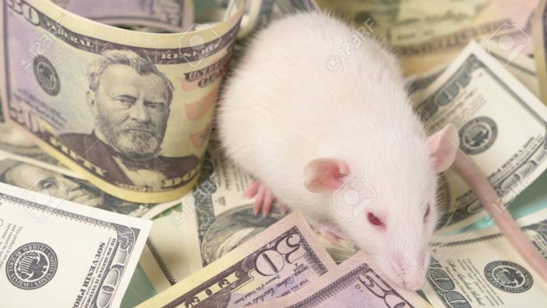 Read more about the article THE 8 THOUSAND DOLLAR RAT’S NEST