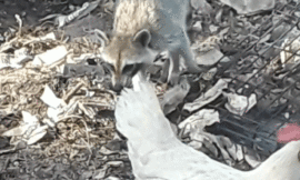 RACOON VS CHICKEN