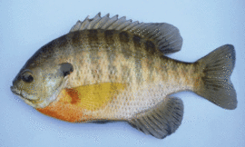 WEST COAST BLUEGILL ARE PATHETIC COMPARED TO FLORIDIAN BLUEGILL